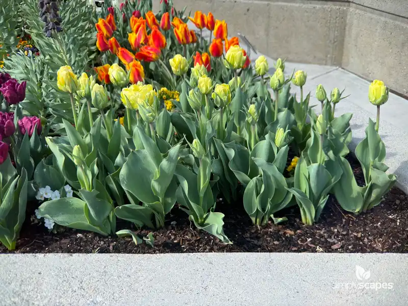 Tulip 'Akebono' — photo 1