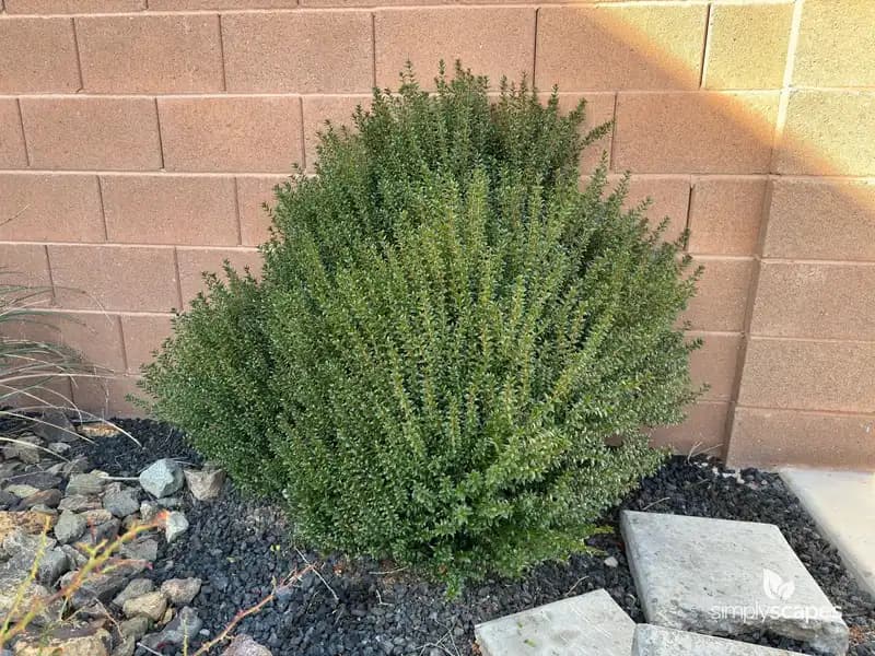 Dwarf Myrtle — photo 1