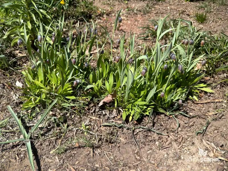 Checker lily — photo 1