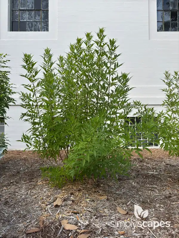 California Coffeeberry — photo 1
