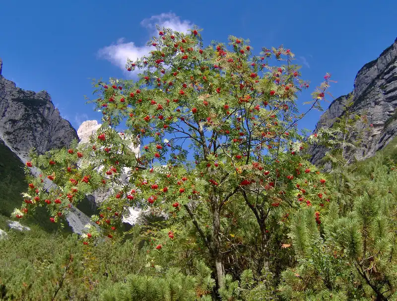 European Mountain Ash Tree — photo 1
