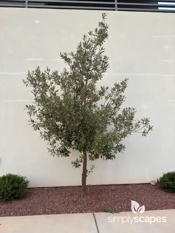 Laurel Tree (Laurus) — photo 1