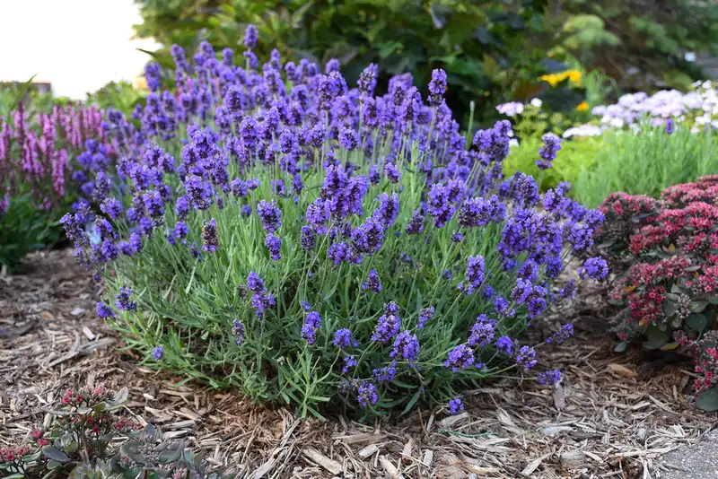 Sweet Romance® Lavender — photo 1