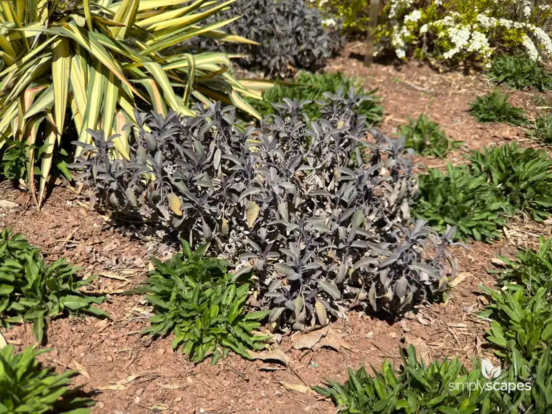 Culinary Salvia — photo 1