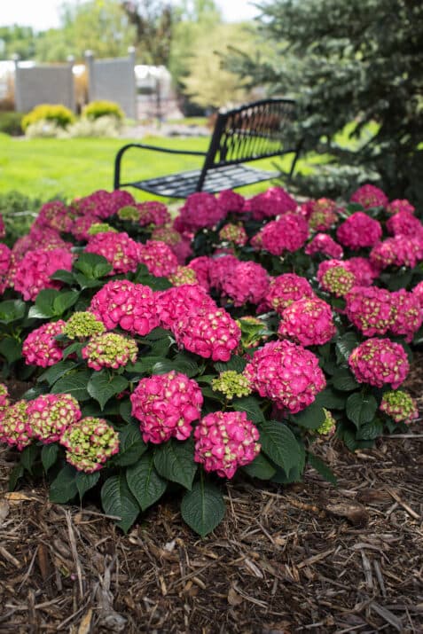 hydrangea-macrophylla-bailmacfive