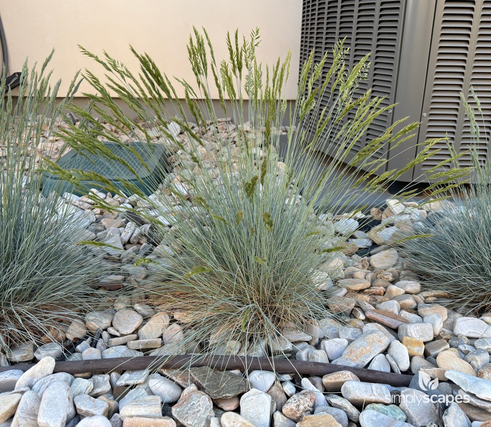 _Festuca glauca - SS - 5 - May