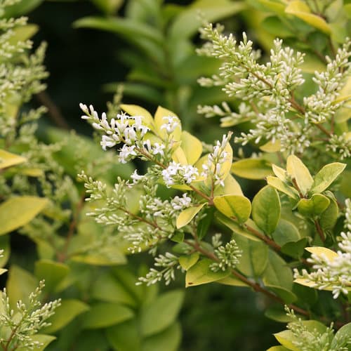 ligustrum-x-vicaryi