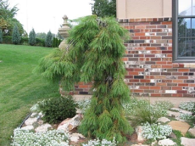 pinus-strobus-angel-falls