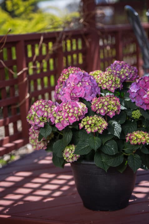 hydrangea-macrophylla-bailmacfive