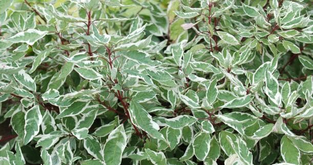 cornus-alba-bailhalo-ivory-halo