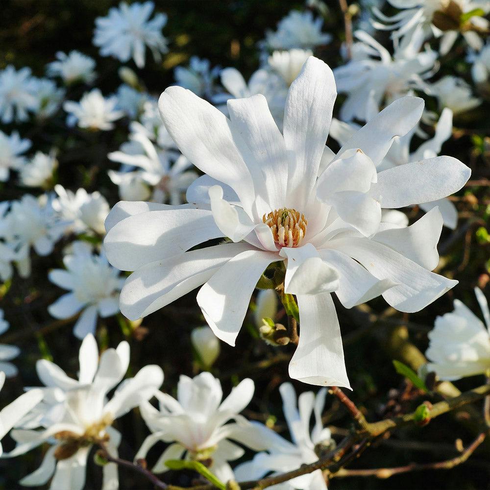 magnolia-stellata-royal-star