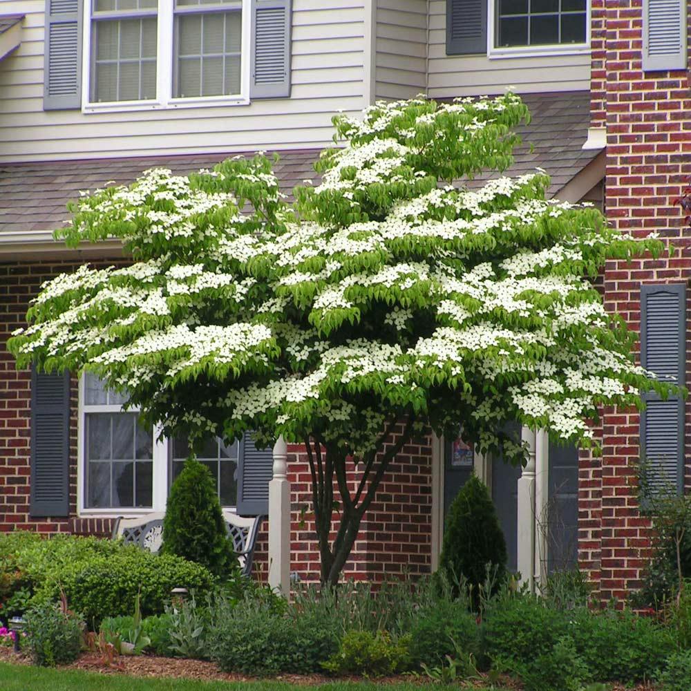 Cornus kousa (White Kosusa Dogwood Tree) - Brighter Blooms