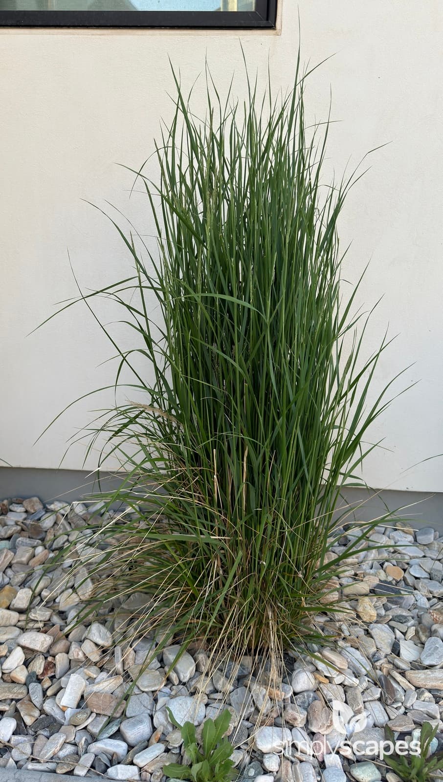 _Calamagrostis acutiflora - SS - 11 - May