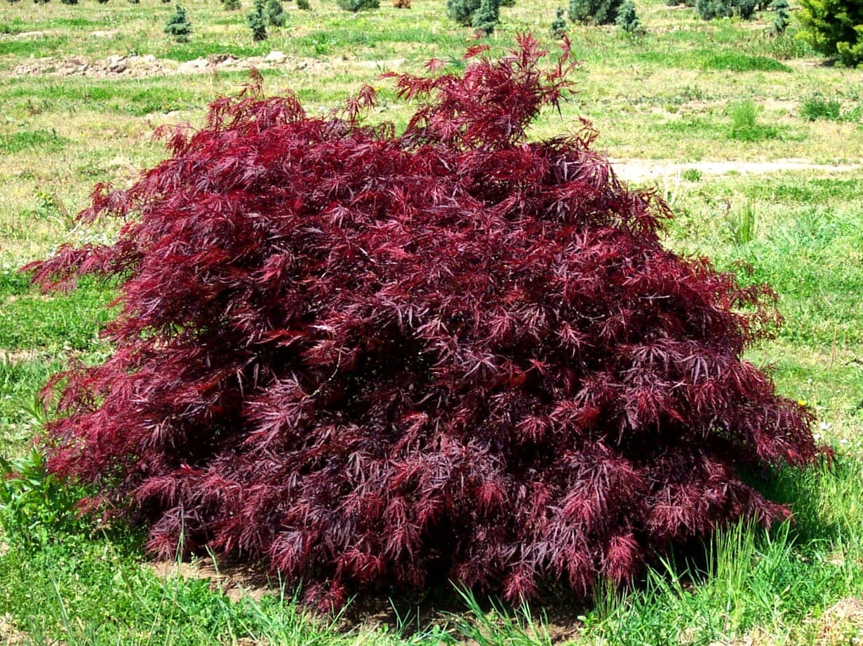 acer-palmatum-dissectum-red-dragon