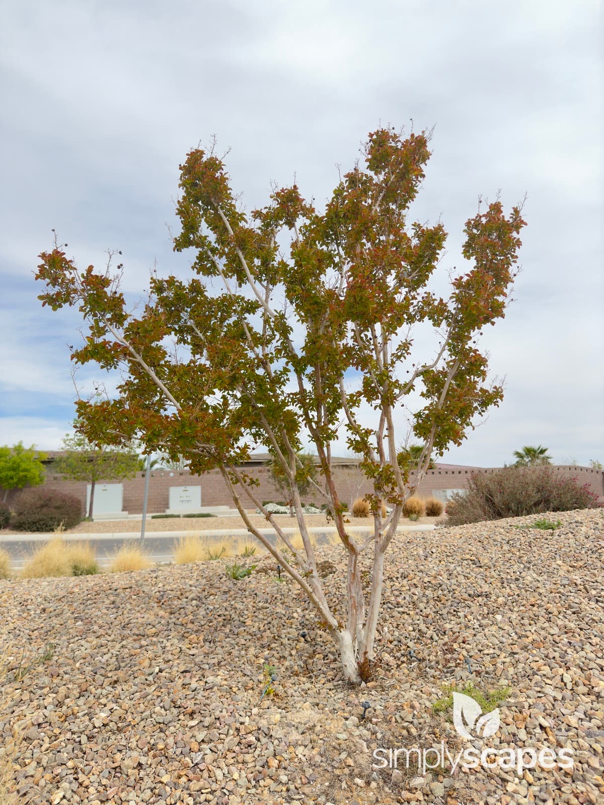 _Lagerstroemia indica - SS - 5 - April