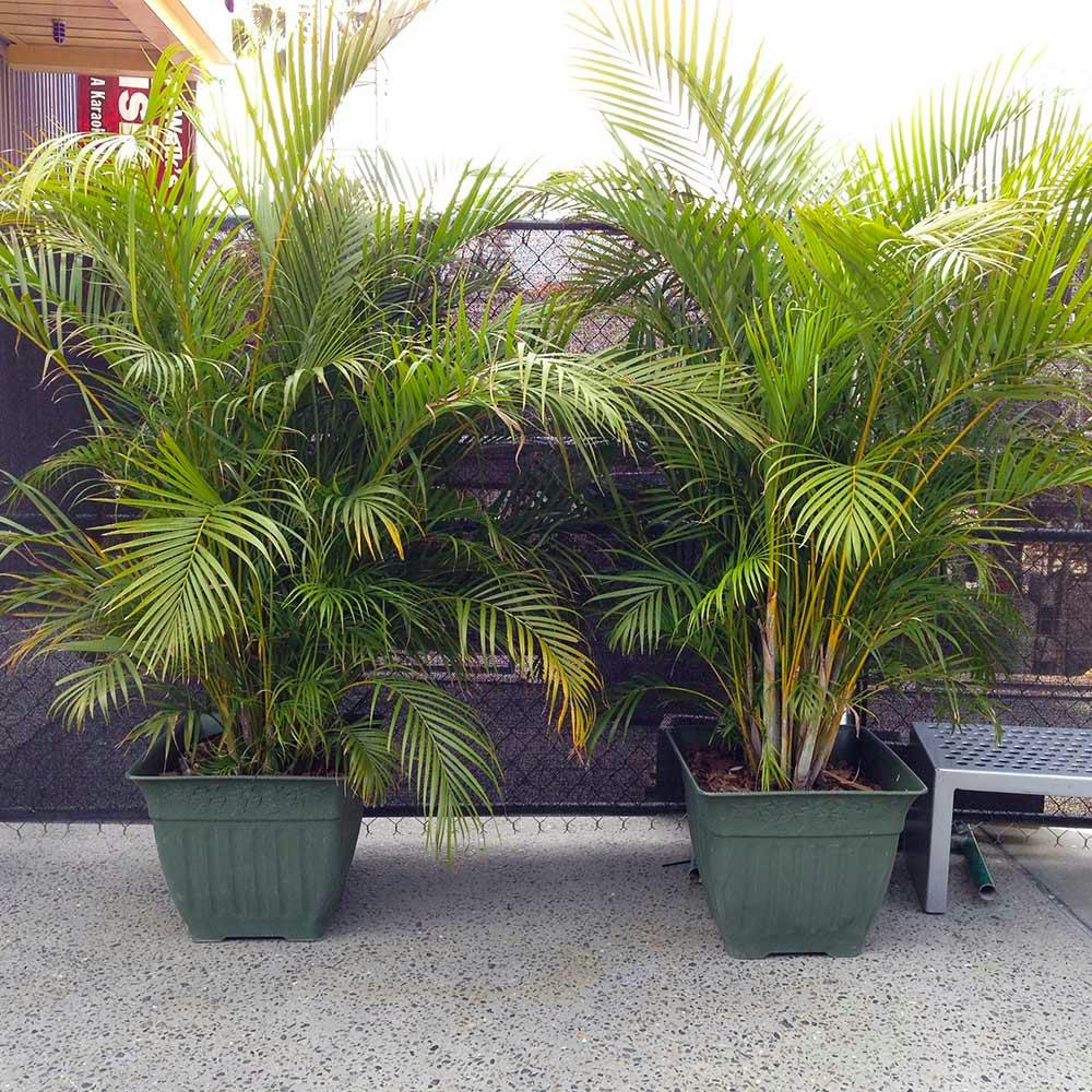 dypsis-lutescens