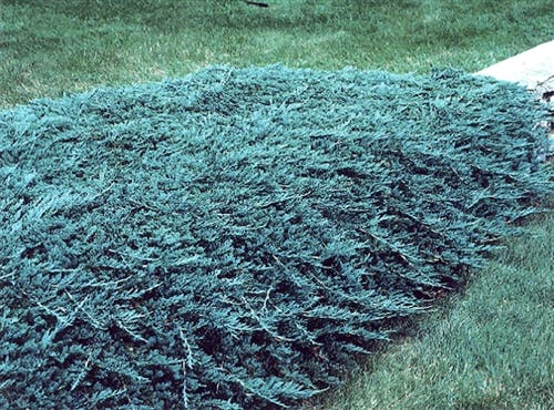 juniperus-horizontalis-wiltonii