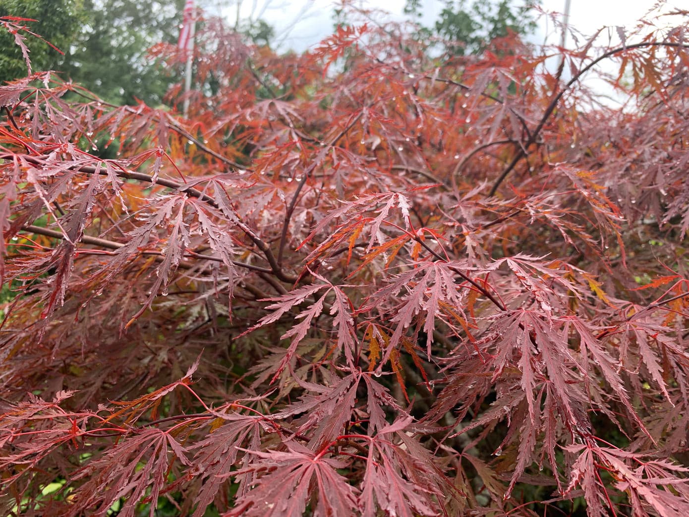 acer-palmatum-dissectum-red-dragon