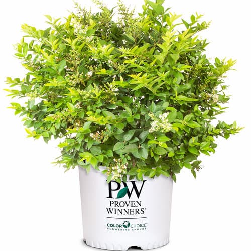 ligustrum-x-vicaryi