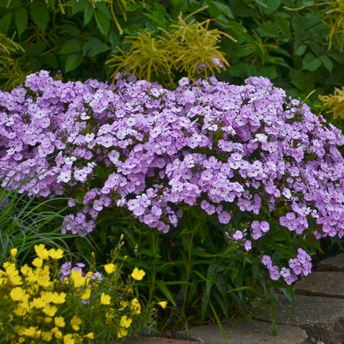 phlox-hybrid-opening-act-blush
