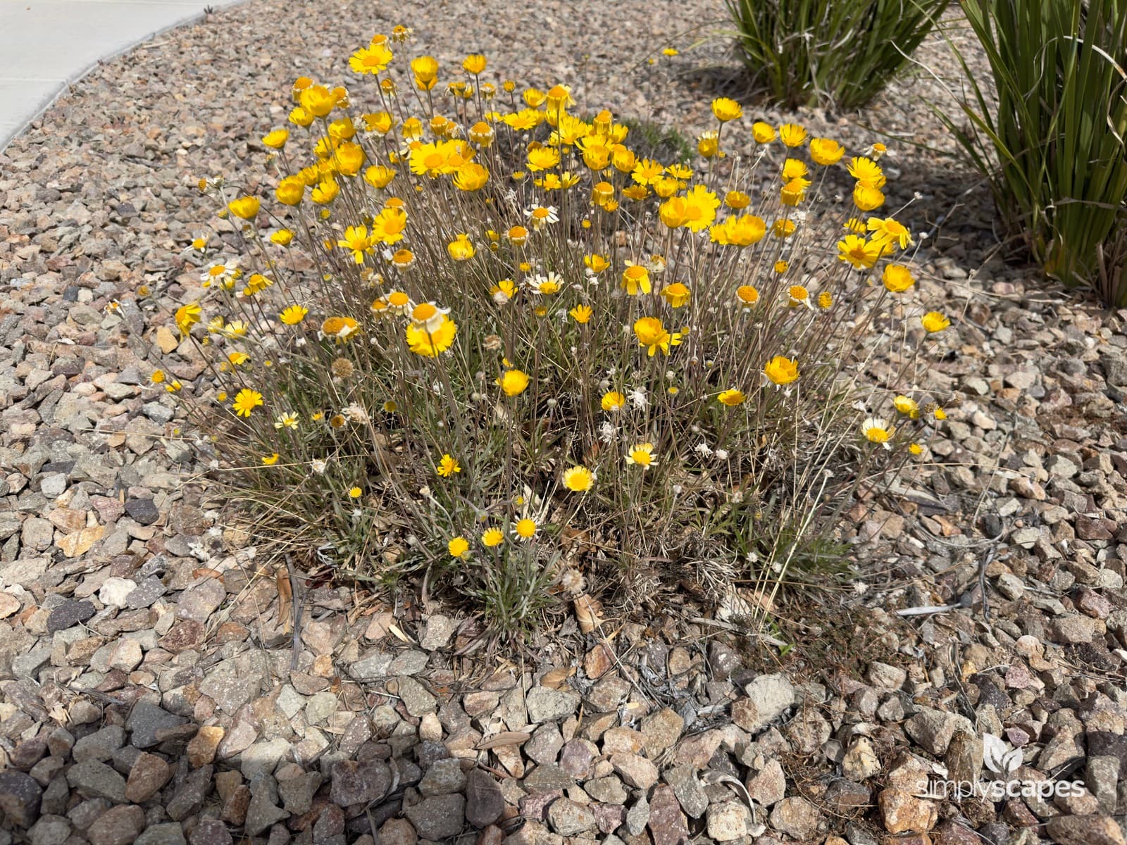 _Tetraneuris scaposa - SS - 2 - April