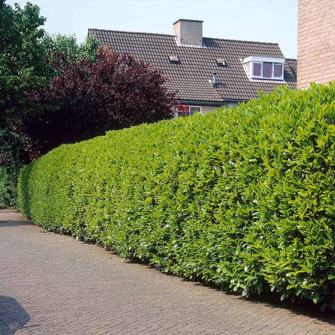 prunus-laurocerasus-jong-2