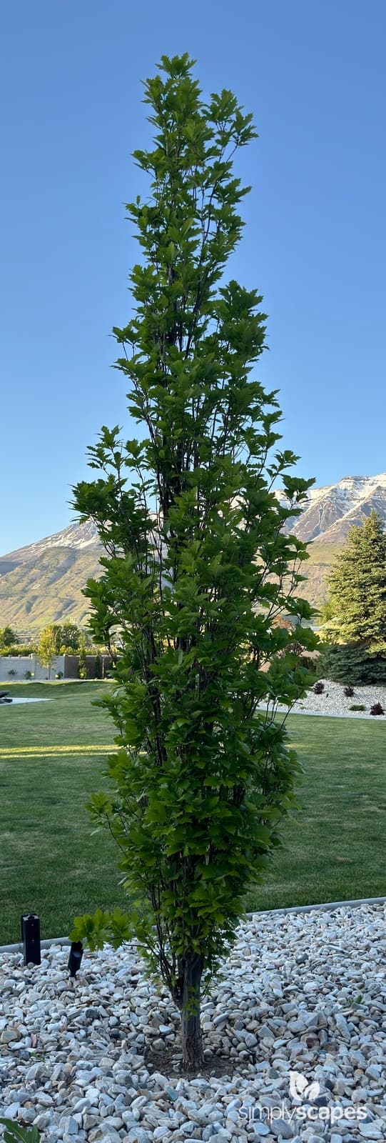 _Quercus bicolor - SS - 1 - May