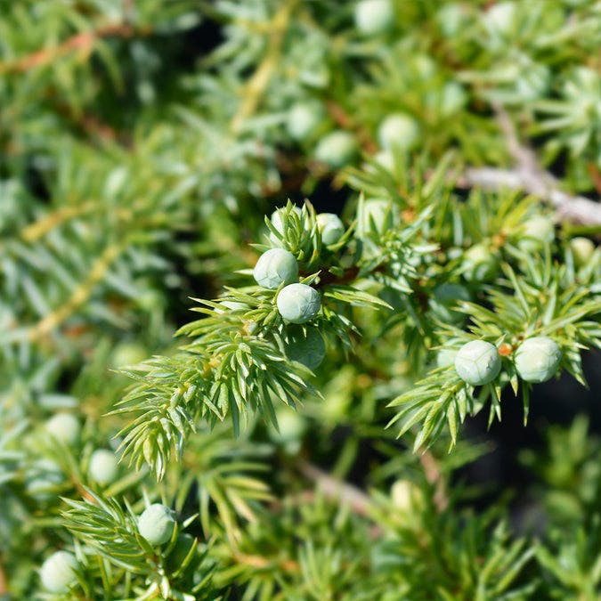 juniperus-conferta-blue-pacific