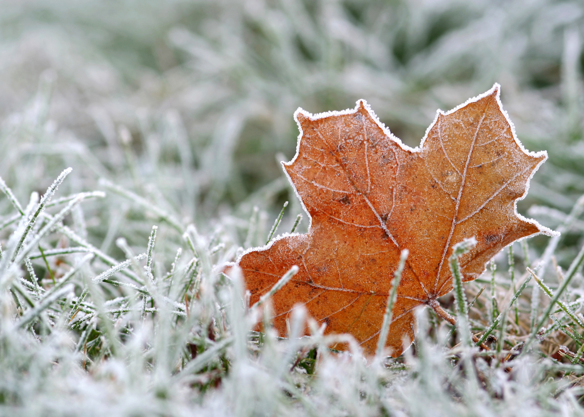 frost leaf
