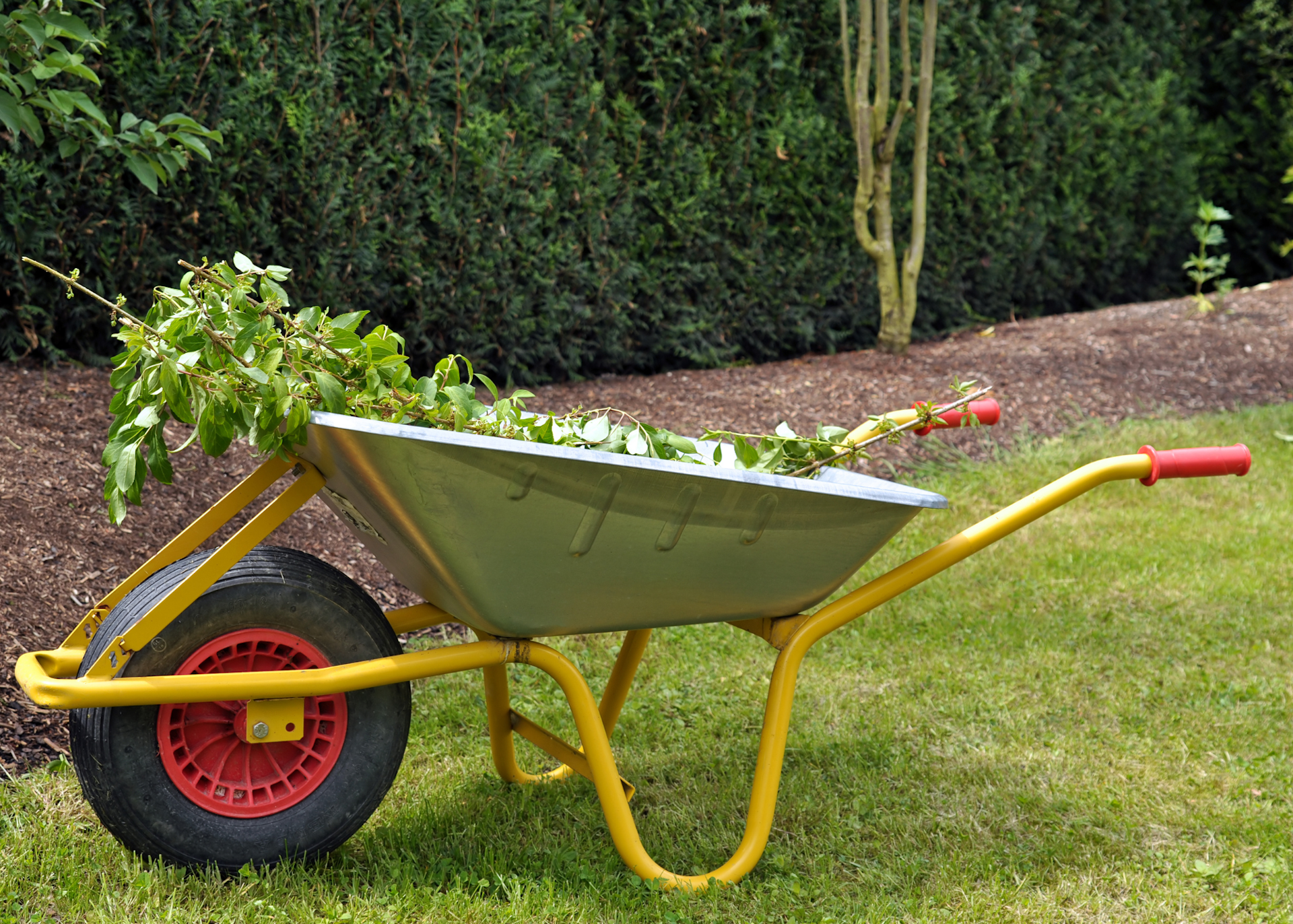 trimming plants wheelbarrow
