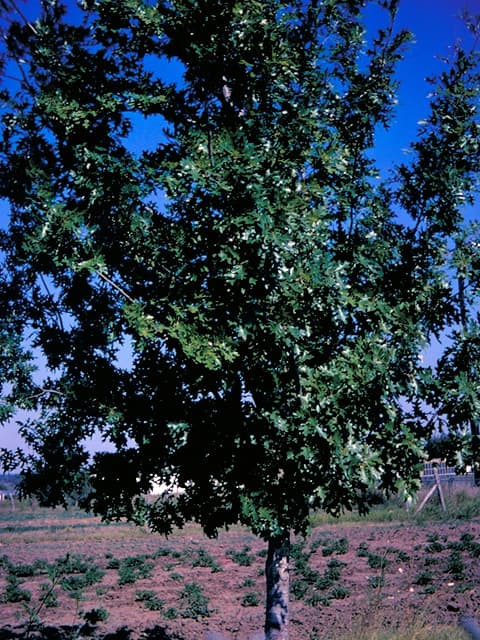 Shumard Oak — photo 1