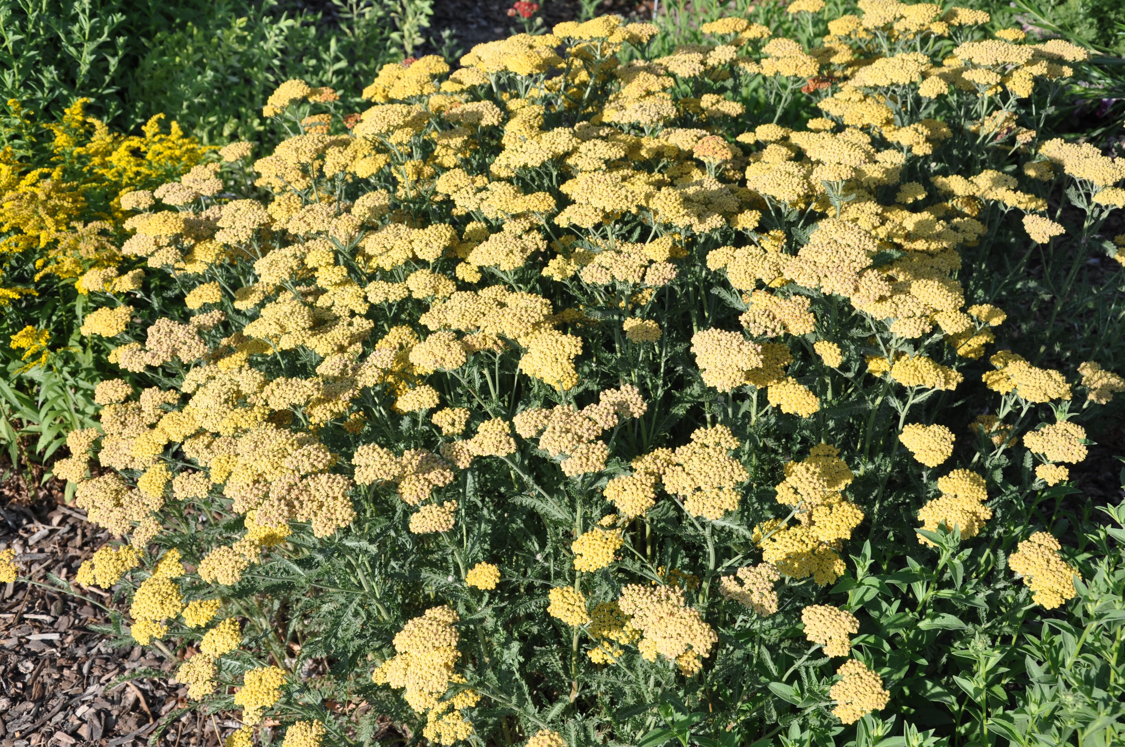 Desert Eve™ Yellow Yarrow