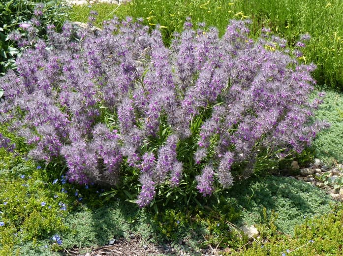 lavandulifolia Lamb's Ear