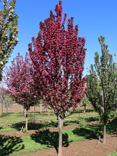 Raspberry Spear® Flowering Crabapple Tree
