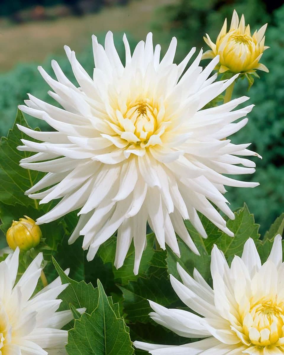 Dahlia Cactus My Love — photo 1