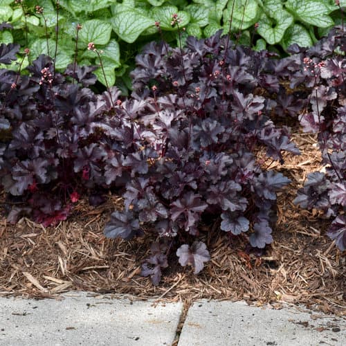 Primo® 'Black Pearl' Coral Bells
