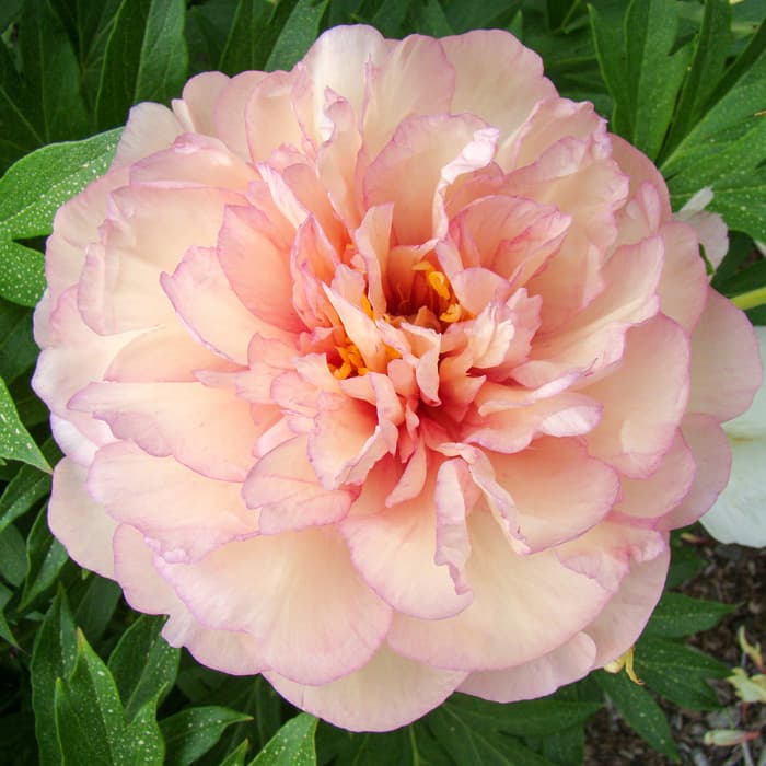Scrumdiddlyumptious Peony