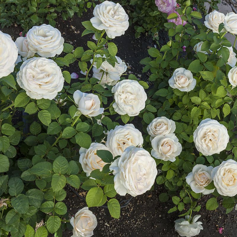 Easy Spirit™ Rose