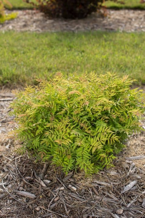 Levgreen Matcha Ball® Ash Leaf of False Spirea