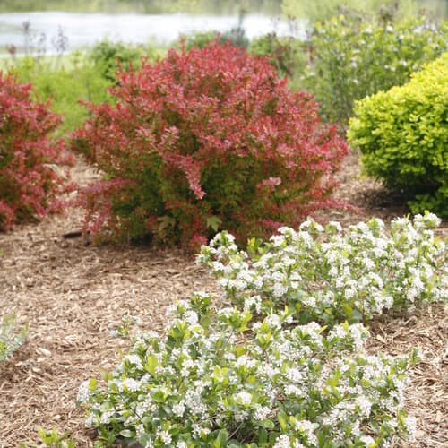 zzz Low Scape Mound® Chokeberry Shrub — photo 1