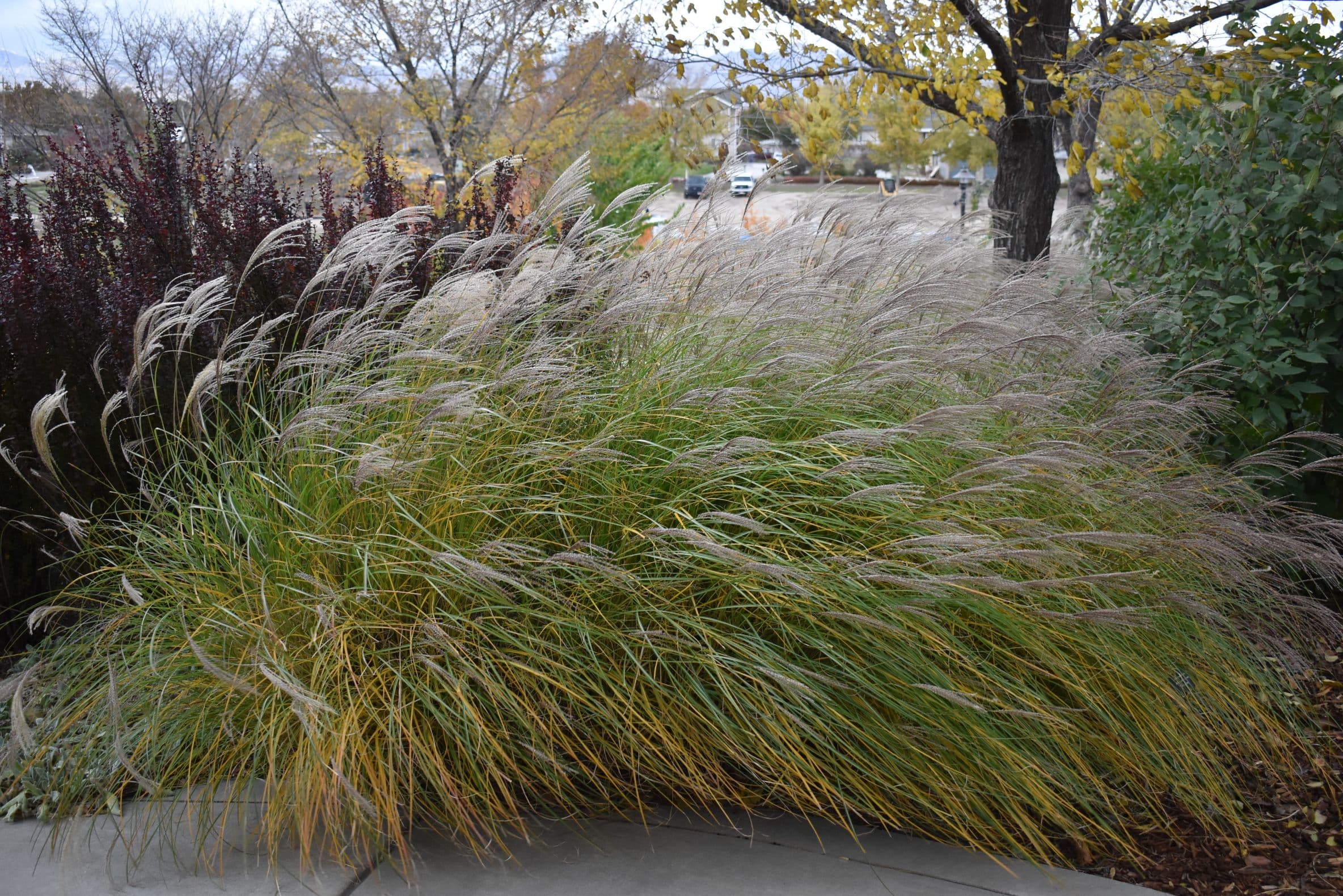 Yaku Jima Maiden Grass