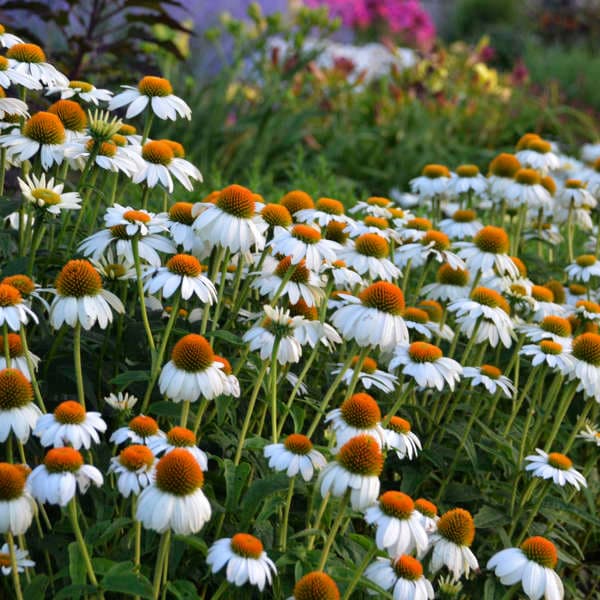 Pow Wow White Coneflower — photo 1