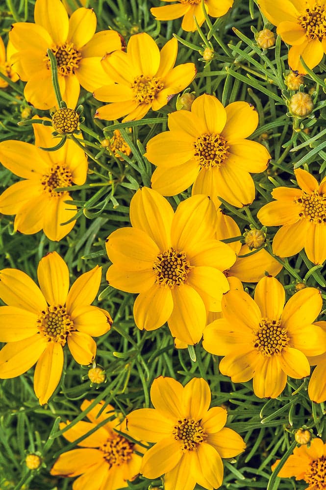 Sylvester Threadleaf Tickseed