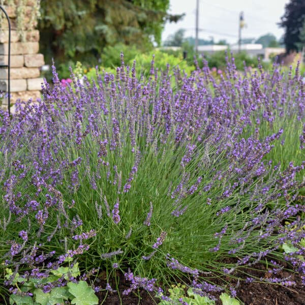 Niko Phenomenal Lavender