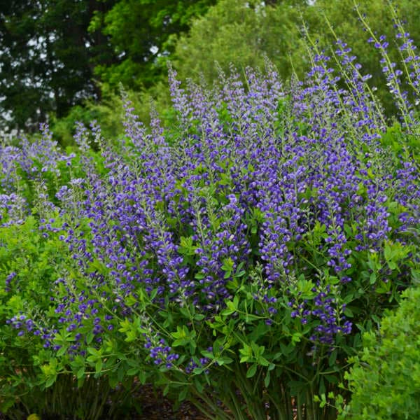 Decadence® Blueberry Sundae™ False Indigo