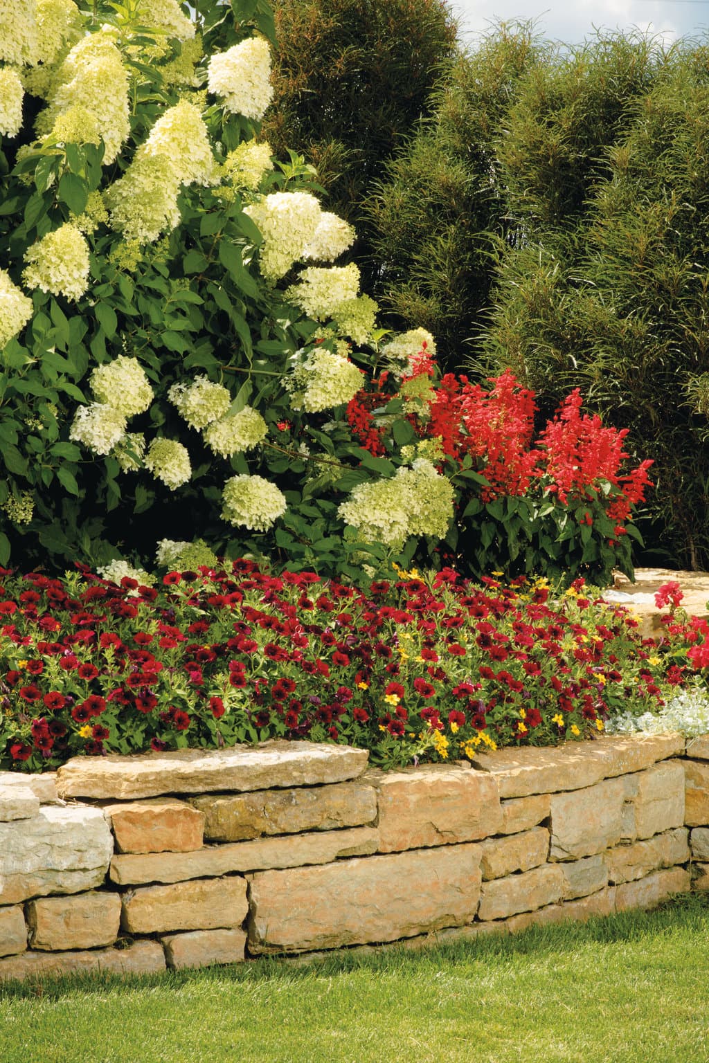 hydrangea-paniculata-limelight