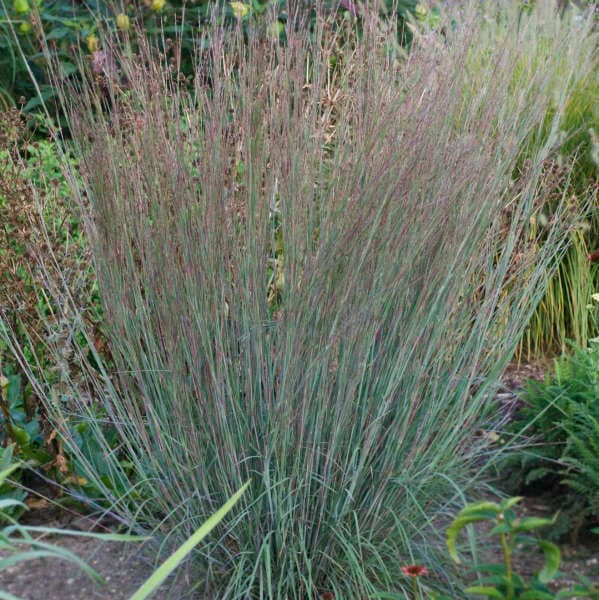 MinnblueA Blue Heaven™ Little Bluestem Grass