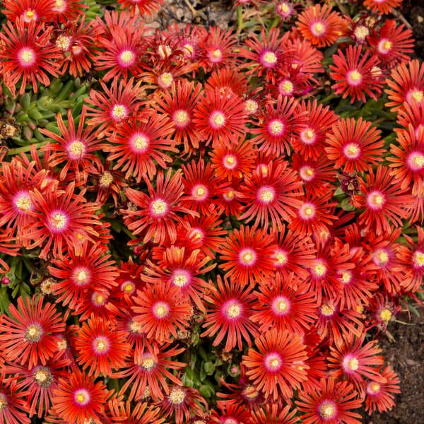 Psdold Red Mountain Flame® Red Iceplant — photo 1