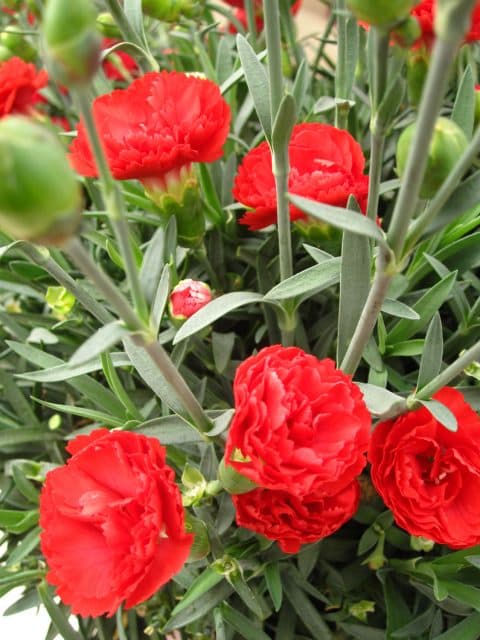 Early Bird Chili™ Dianthus — photo 1