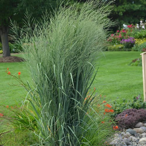 Prairie Winds® Totem Pole™ Switch Grass